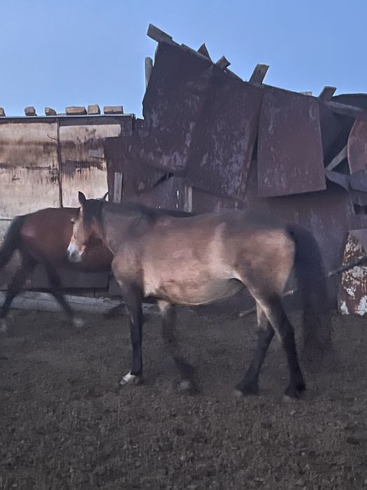 Продам Кобылу первородка
