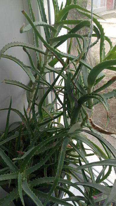 Продам цветок алоэ