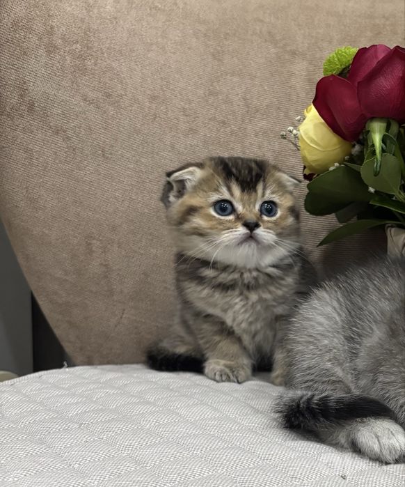 Mushuk bolasi котёнок