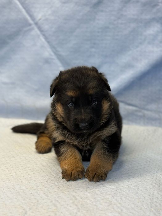 Продаются щенки нем авчарки