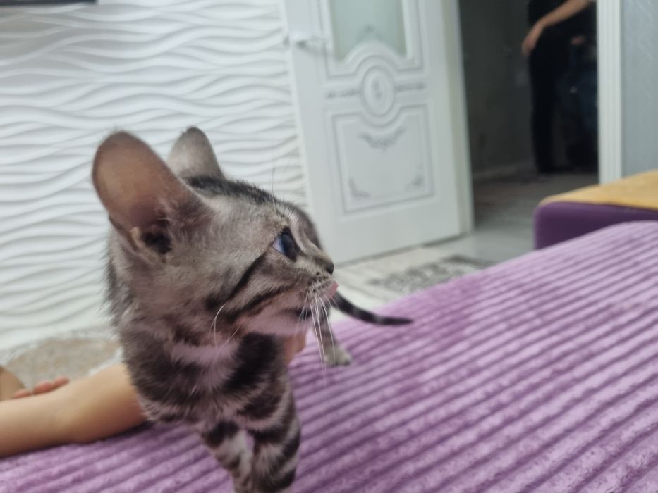 Бенгальская красавица