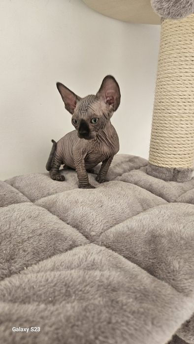 Fetita sphynx/sfinx  SUPERBA!