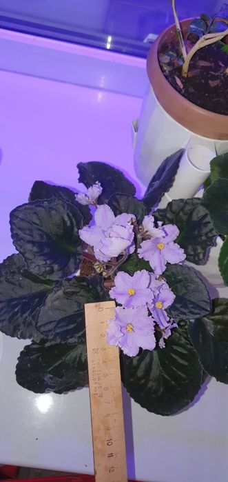 Саженцы фиалки , алоэ вера