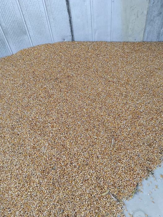 Porumb boabe prod 2025