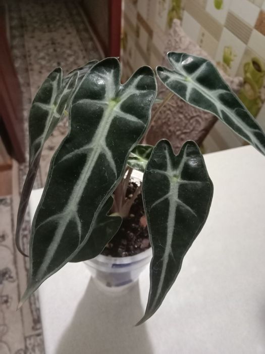 Продам алаказию ...