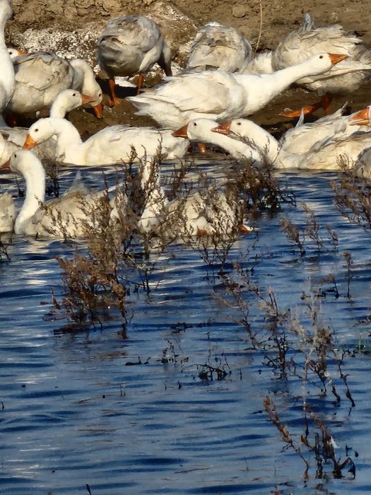 Гуси, индейка  оптом