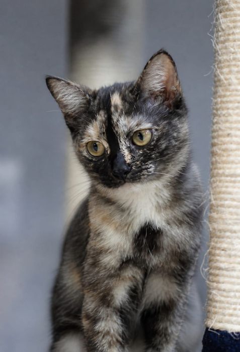 Девочка кошечка Надюша ищет семью