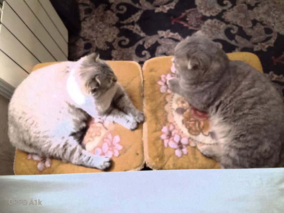 Продам котят британцы