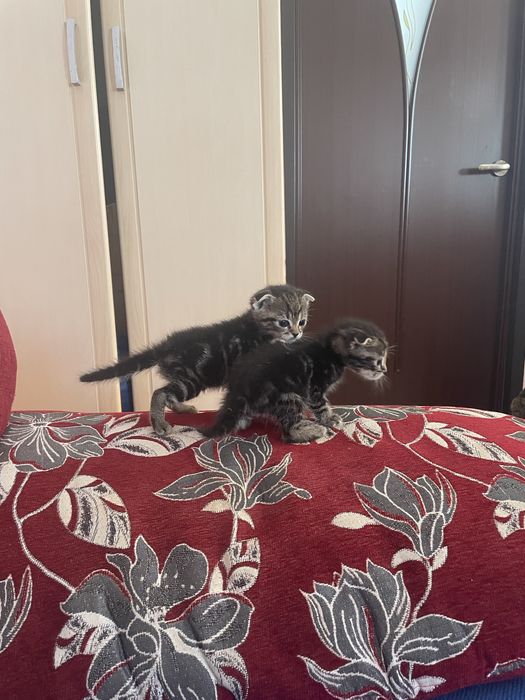 Продам котят вислоухий метисов