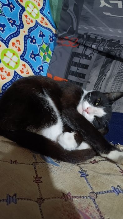 Кошечка ищет дом