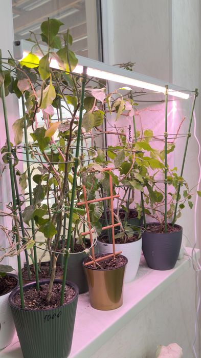 Фитолампа.Светодиодный светильник для растений.