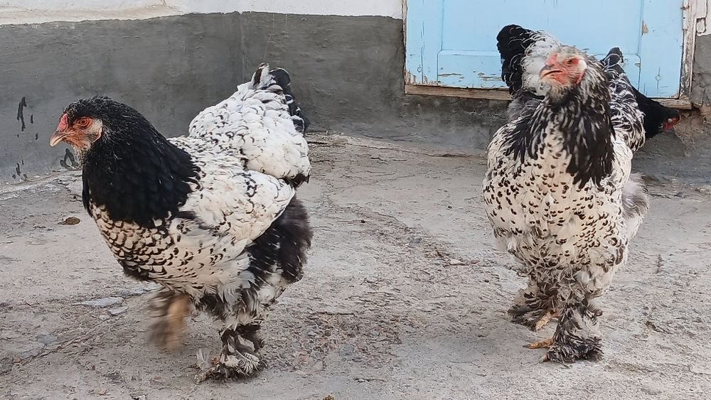 Tochkaliklar sotuvda