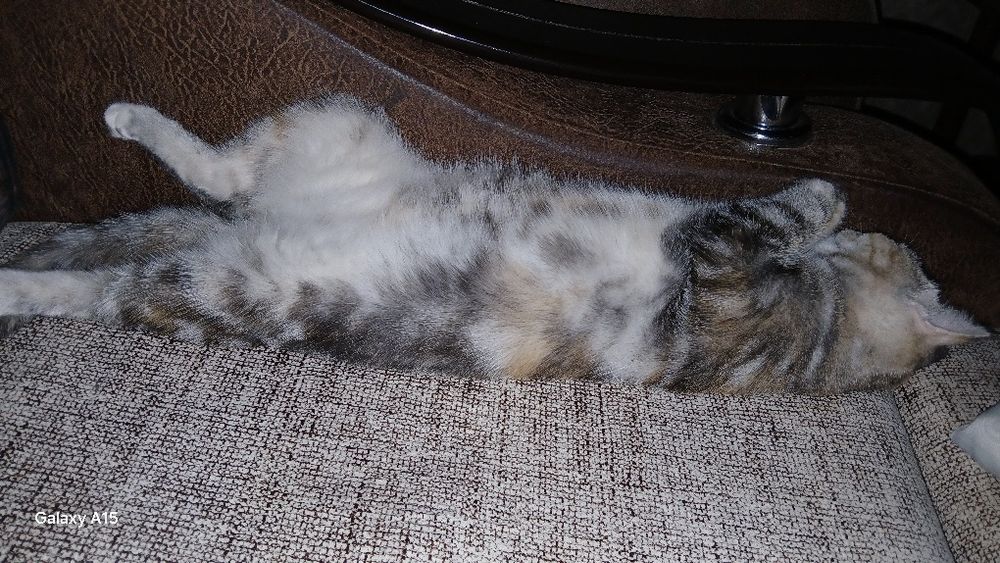 Отдам в добрые руки кошечка дев