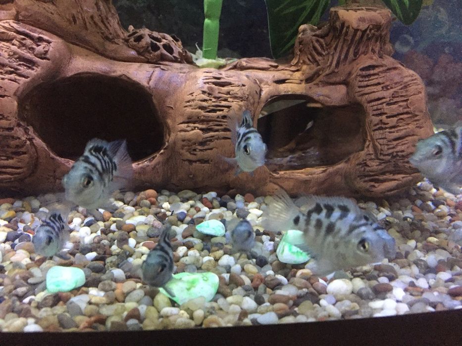 попугайчики сапфировые