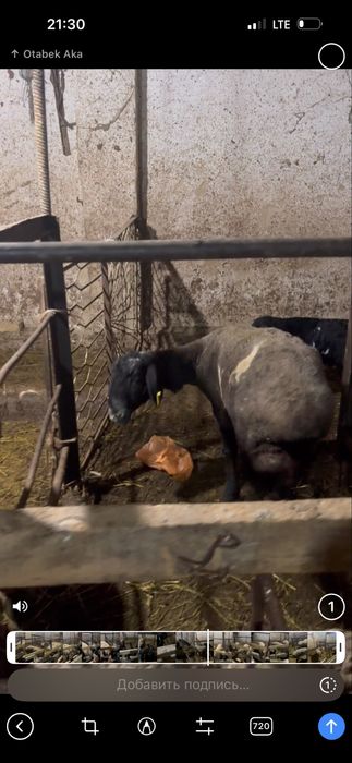 Quylar sotiladi 1 tugishga bogoz zotdor quylar