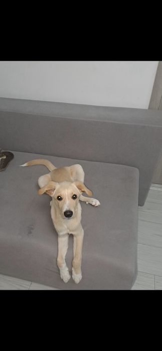 Tăndăluș pui de câine pentru adopție