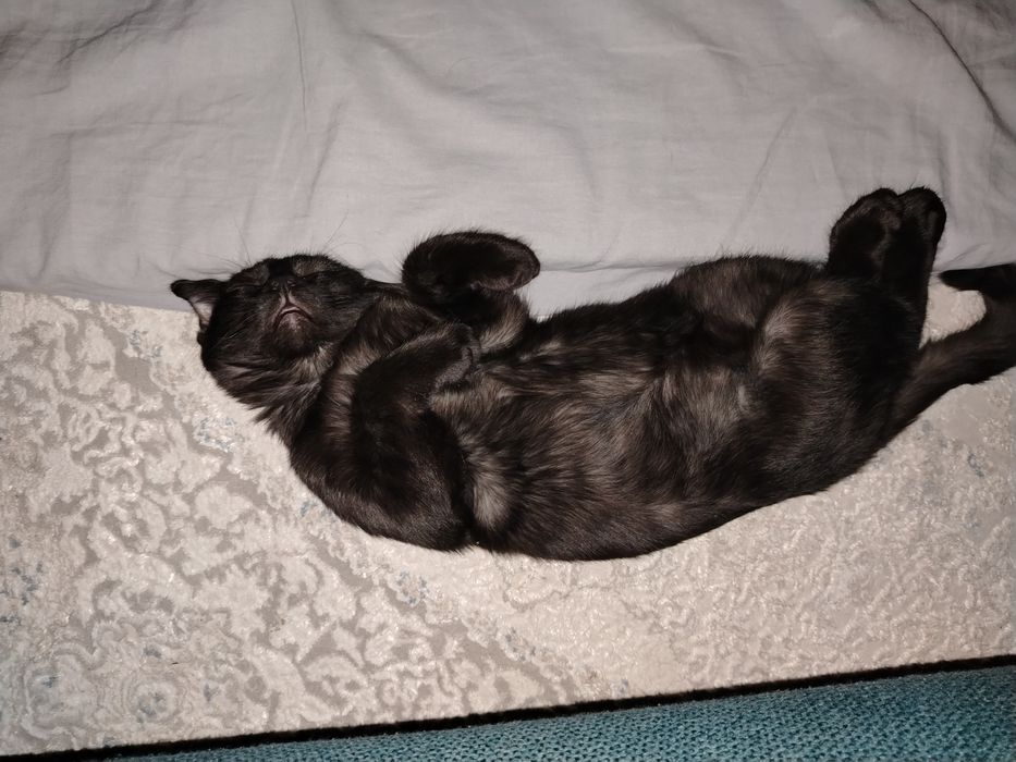 Отдам даром котёнка
