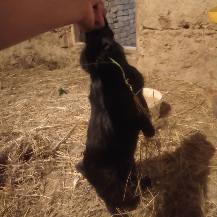 Кара еркек коныр ургашы