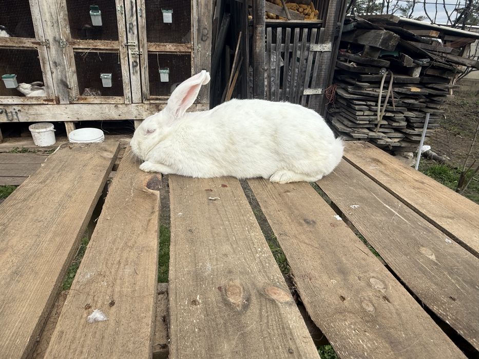 Vând californian , uriaș belgian,rex mediu