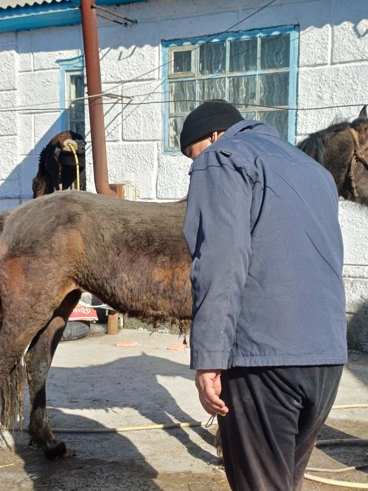 Байтал  сатылады