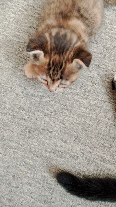 Отдам в добрые руки