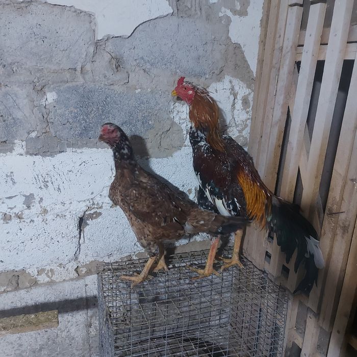 Корейц 1.5год  вес 4.8