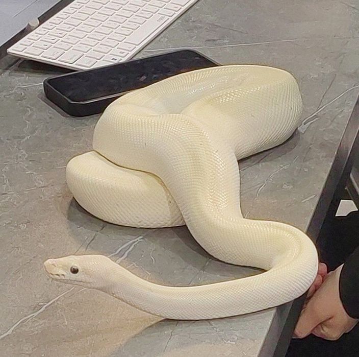 Самка королевского питона.