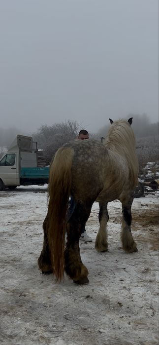 Armasar cu sange de 6 ani