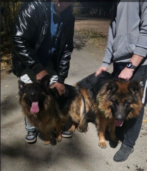 Продаются щенки нем авчарки