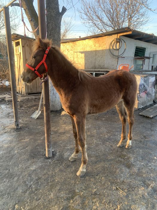 Еркек тай сатылады