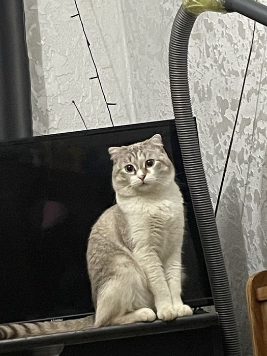 Отдам кота в добрые руки срочно британец