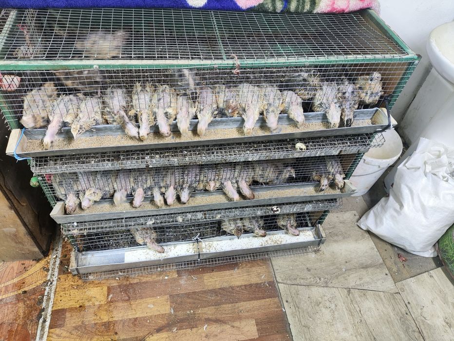 Перепёлка плюс клетка