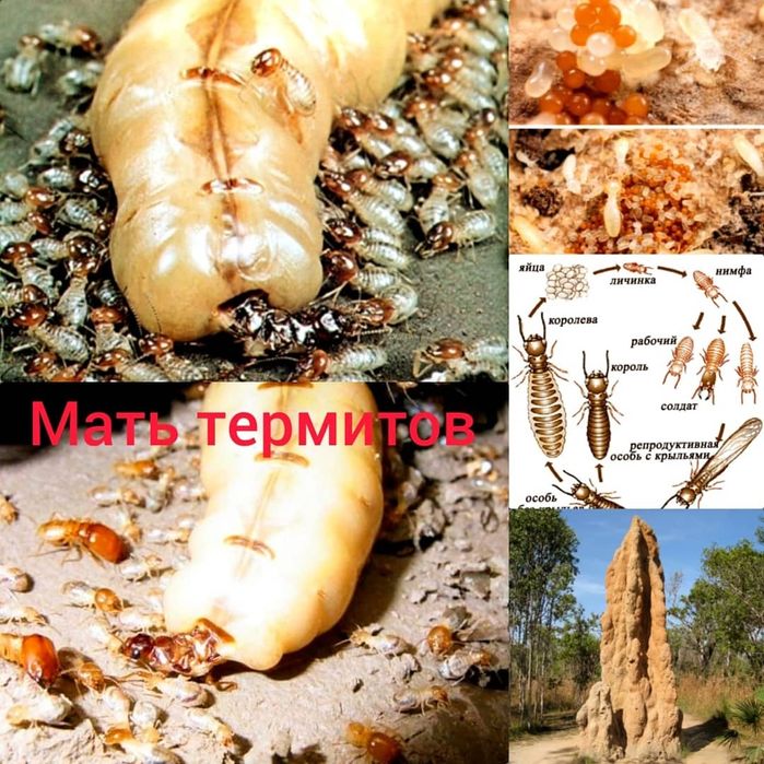 Термит жоятын Антитермит приманка
