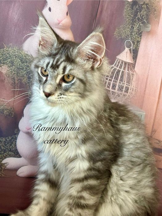 Felisa autorizata WCF, vinde pisoi cu pedigree, rasa Maine coon