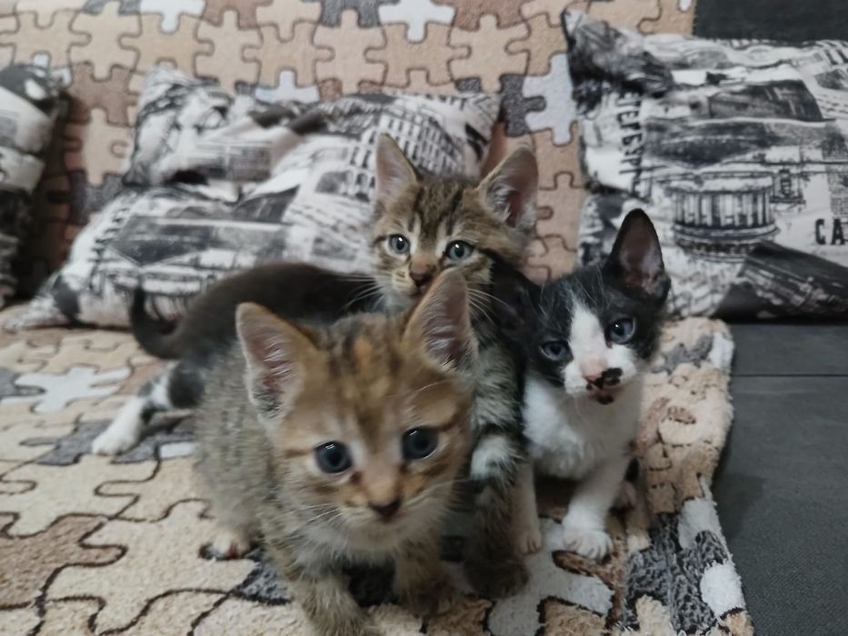 Котята в добрые руки.