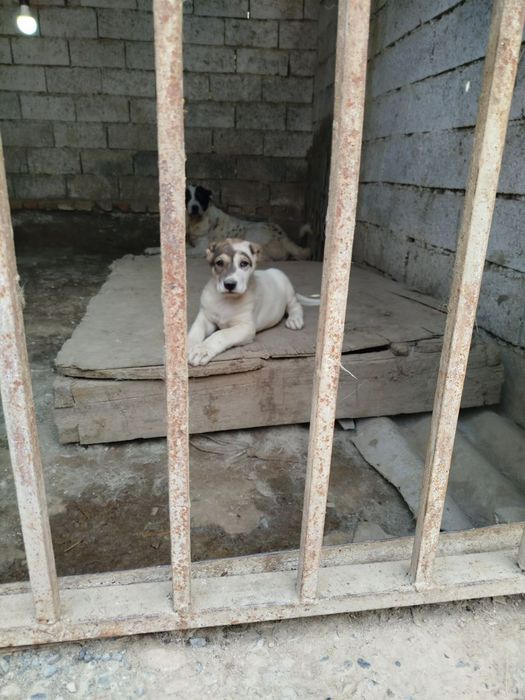 Buldozer alabaylar sotiladi