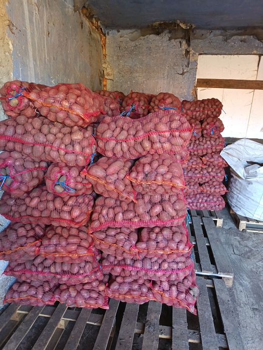 Cartof roșu de consum