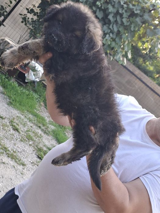 Pui Ciobănesc Caucazian cu Pedigree