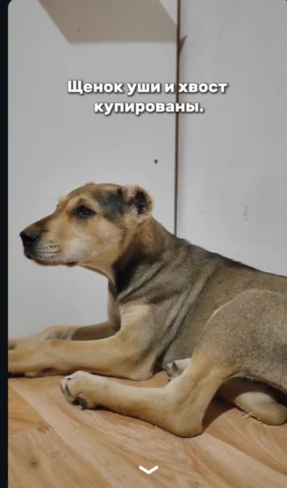 Ищем старых или новых хозяев