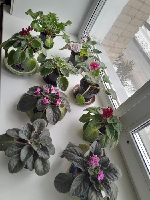 Фиалки цветущие 2000тг