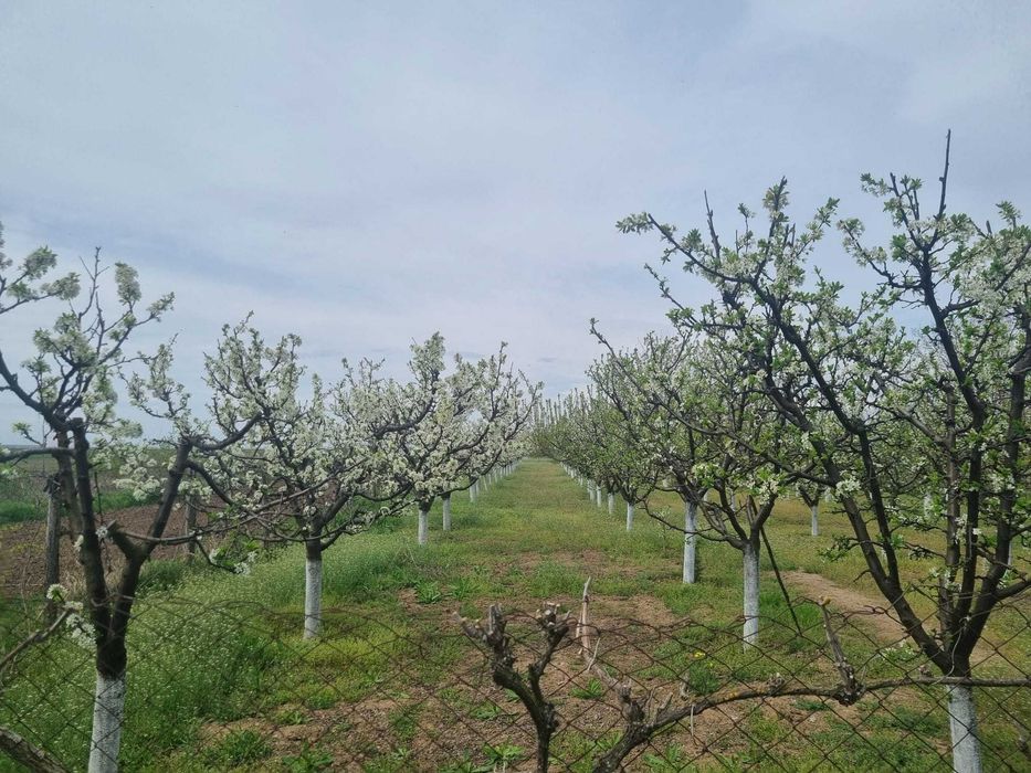 Livadă tânără, 2000 m, Dridu-Snagov