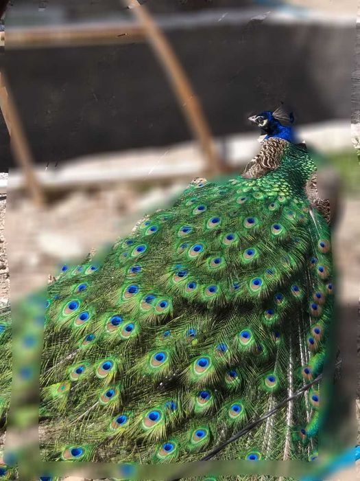 Товус куши эркак ва аёл