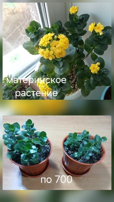 Продам домашние растения