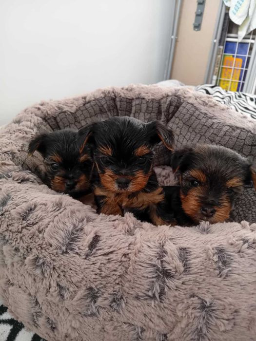 Йоркширски тириер