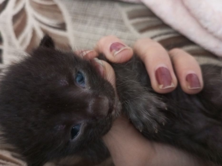 хорошие котятки.