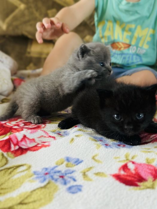Котята для БРОНИ