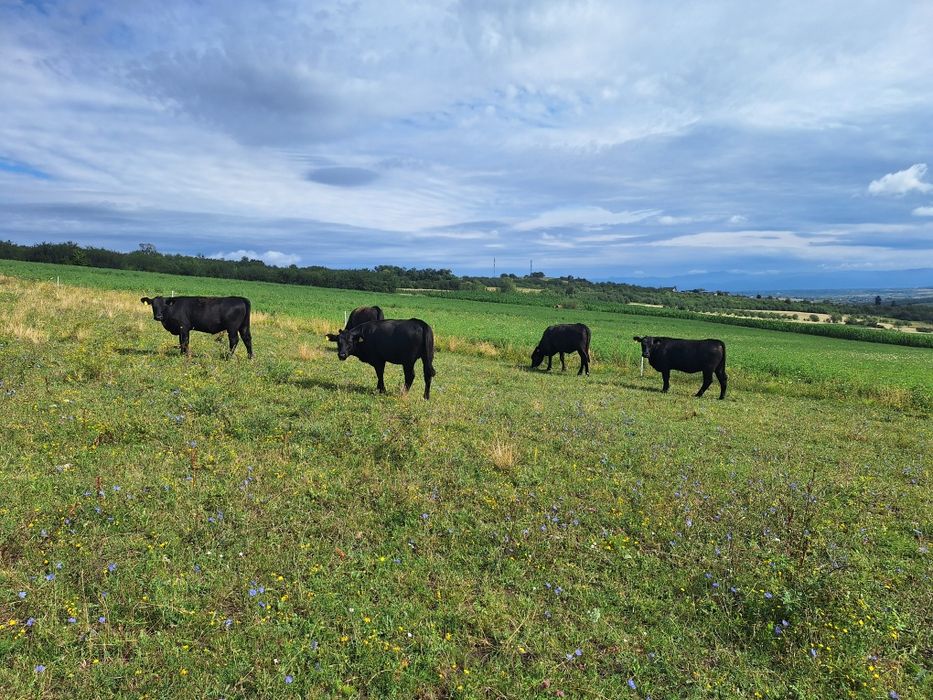 Juninci Aberdeen Angus