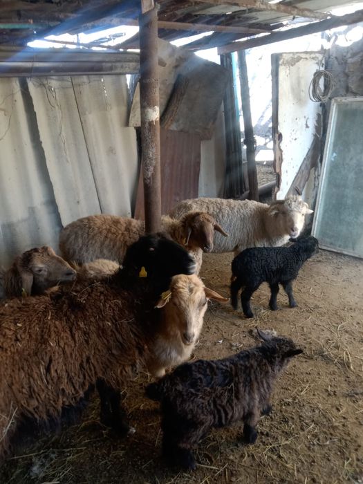 Бараны и овцы оптом