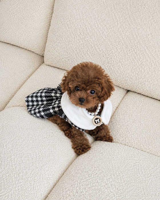 Femelă Pudel Toy / Poodle talie mică - Pedigree FCI