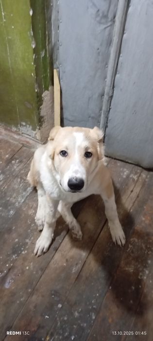 Продаю сабака алобая 5 месяцов